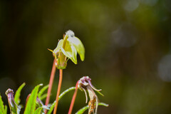 Siphocampylus lucidus