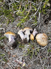 Cortinarius subolivascens