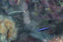 Anampses chrysocephalus