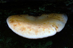 Buglossoporus quercinus