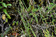 Baccharis genistelloides
