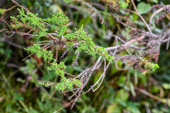 Hypericum laricifolium