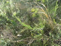 Linaria biebersteinii