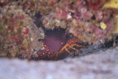 Enoplometopus occidentalis