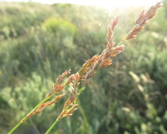 Poa sterilis