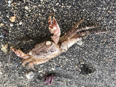 Metopograpsus thukuhar