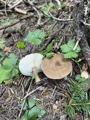 Melanoleuca angelesiana