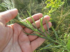 Linaria biebersteinii