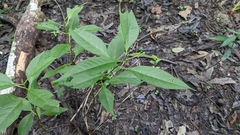 Asclepias perennis