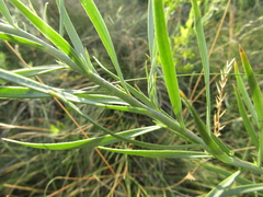 Linaria biebersteinii