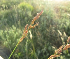Poa sterilis