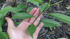 Asclepias perennis