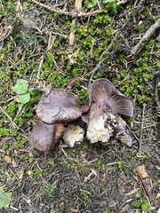 Cortinarius subolivascens
