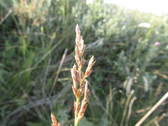Poa sterilis