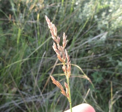 Poa sterilis