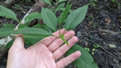 Asclepias perennis