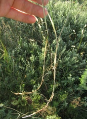 Poa sterilis