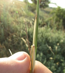 Poa sterilis