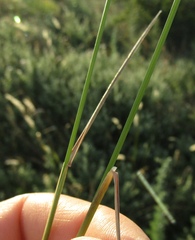 Poa sterilis