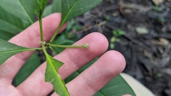 Asclepias perennis