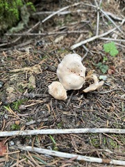 Clitocybe albirhiza