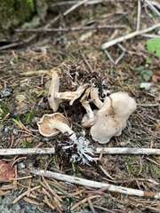 Clitocybe albirhiza