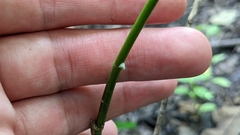 Asclepias perennis