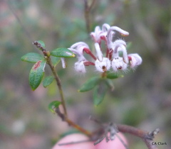 Grevillea sphacelata