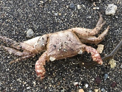 Metopograpsus thukuhar