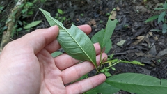 Asclepias perennis