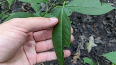Asclepias perennis