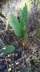 Tritoniopsis flexuosa