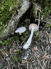 Rhizocybe rhizoides