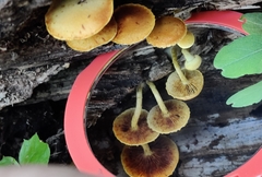 Pholiota subsulphurea