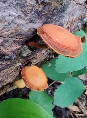 Pholiota subsulphurea