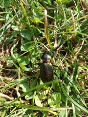 Carabus scheidleri