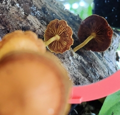 Pholiota subsulphurea