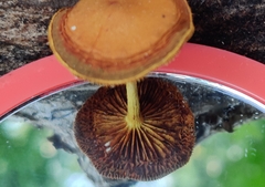 Pholiota subsulphurea