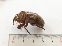 Auritibicen japonicus