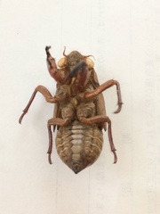 Auritibicen japonicus