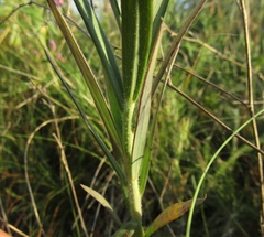Linaria biebersteinii