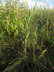 Linaria biebersteinii