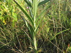 Linaria biebersteinii