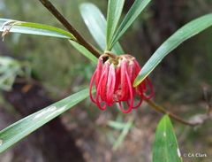 Grevillea oleoides