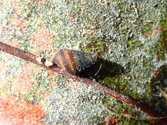 Semisulcospira libertina