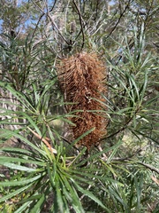 Banksia collina