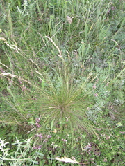 Festuca rupicola