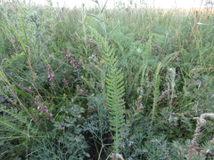 Achillea pannonica