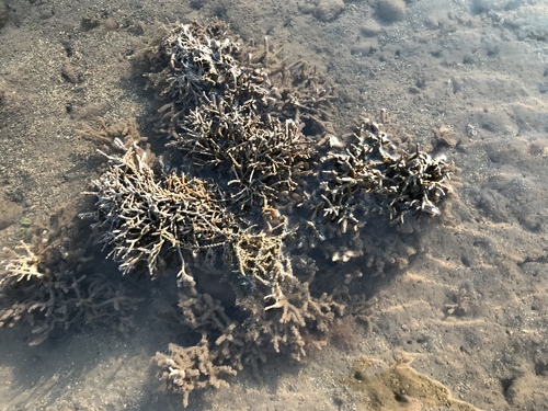 Gracilaria observed 2018-07-10