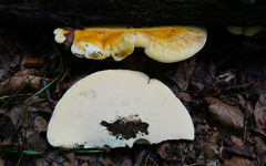 Buglossoporus quercinus